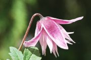 Clematis alpina 'Pink Flamingo'